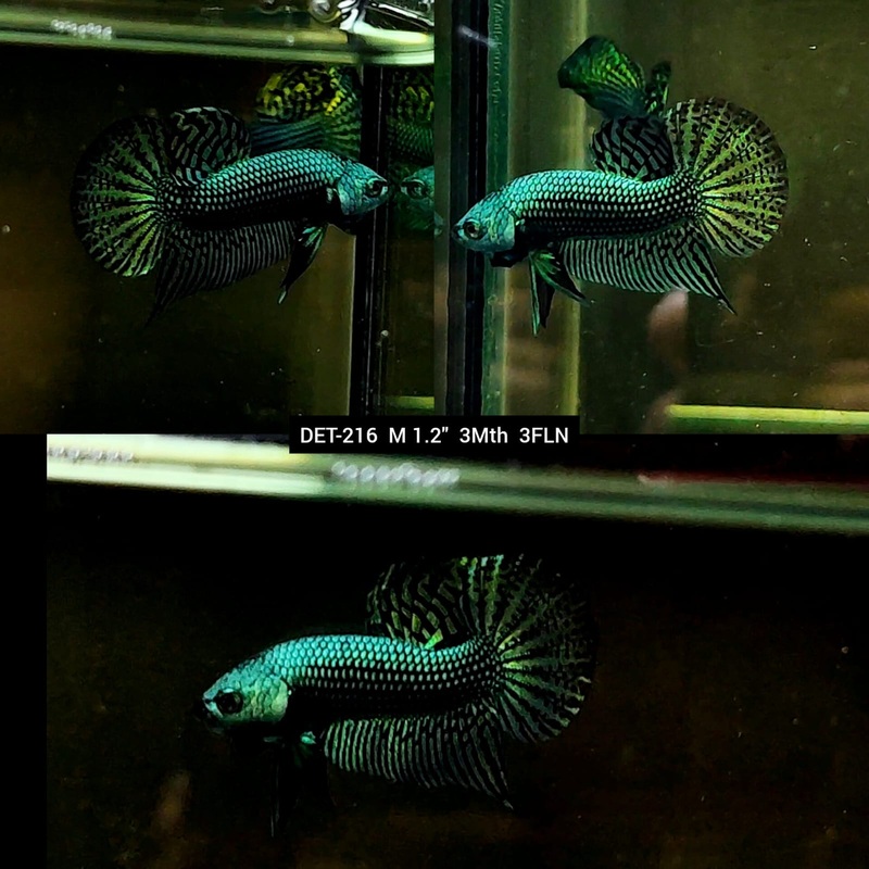 Live Male Betta Green Alien Hybrid Wild Plakat (DET-216) S219 High quality what you see what you get!!