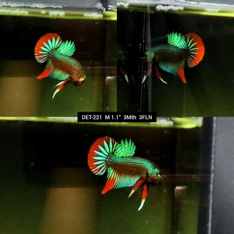 Live Male Betta Green Red Original Imbellis Wild Plakat (DET-221) S220 High quality what you see what you get!!