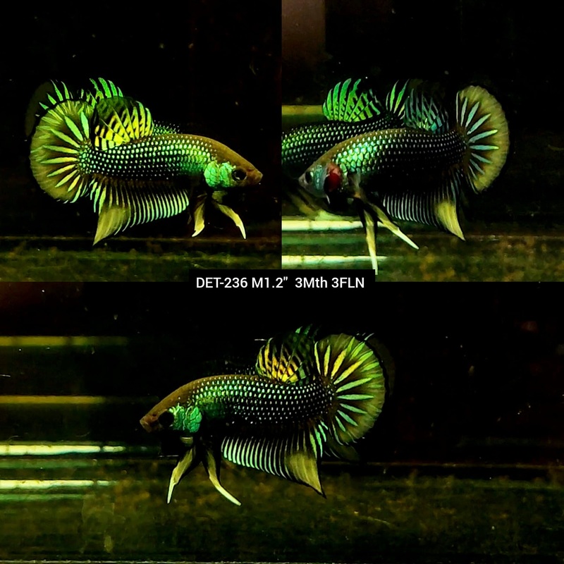 Live Male Betta Green-Yellow Imbellis Wild Plakat S053 (DET-236) High quality what you see what you get!!