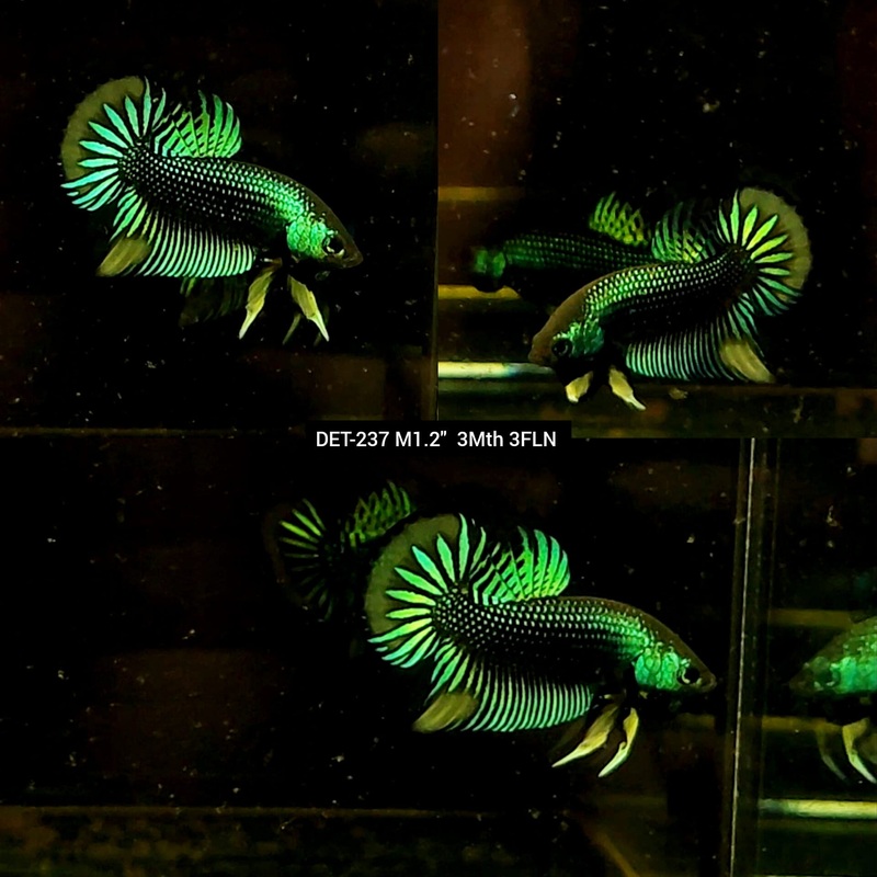 Live Male Betta Green-Yellow Imbellis Wild Plakat S055  (DET-237) High quality what you see what you get!!