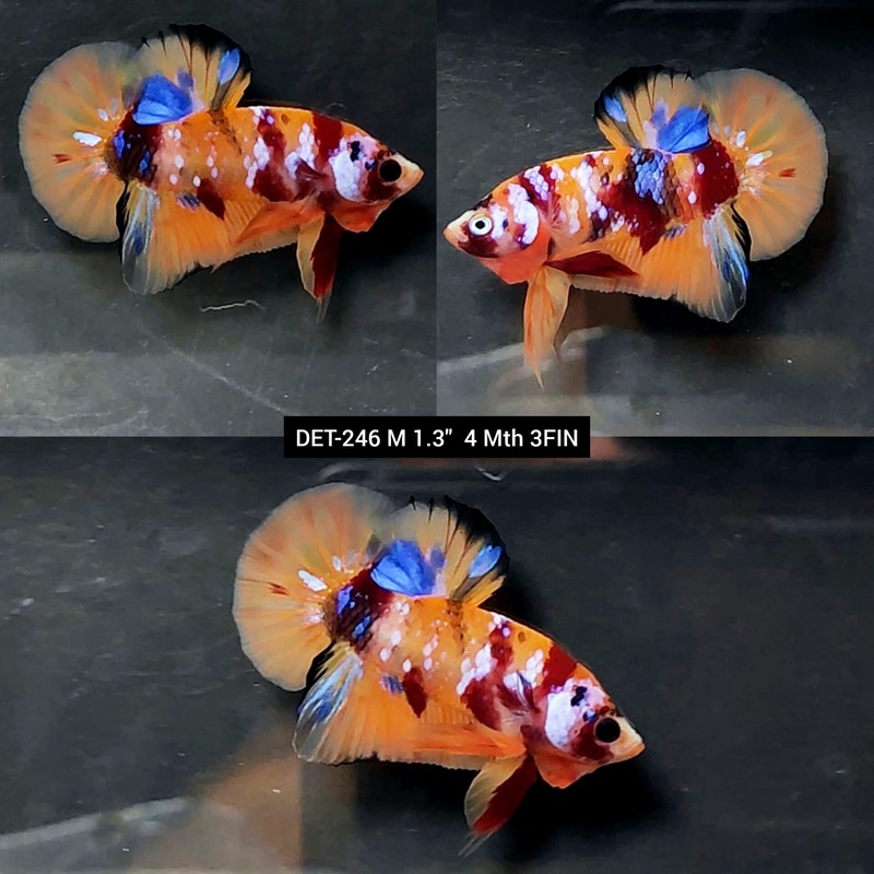 Live Male Betta Nemo Galaxy Plakat (DET-246) High quality what you see what you get!!