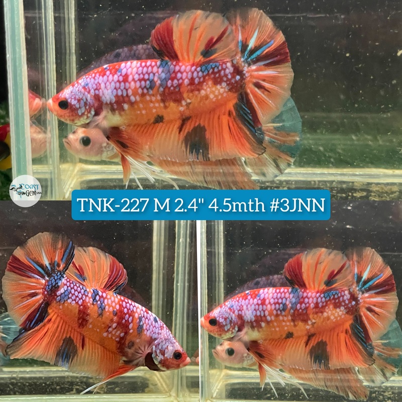 Live Male Betta Nemo Metallic Giants Plakat (TNK-227) High quality what you see what you get!!