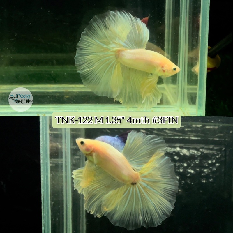 Live Male Betta Opal Yellow Pastel Halfmoon S285 (TNK-122) High quality grade What you see what you get!