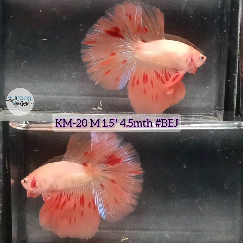 Live Male Betta Orange Vanda Armageddon Halfmoon S034 (KM-20) High quality what you see what you get!
