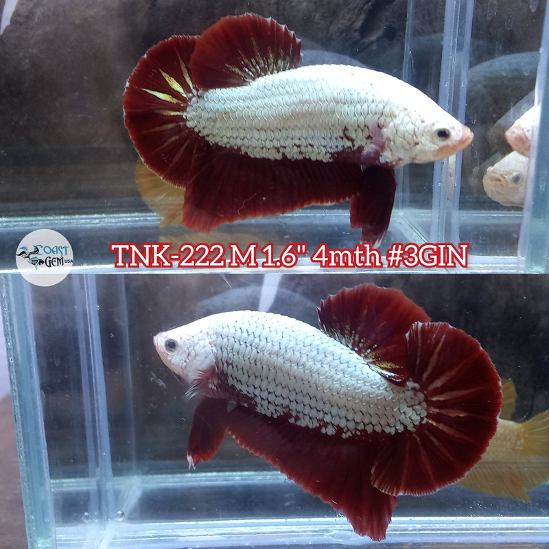 Live Male Betta Red Dragon Plakat (TNK-222) High quality what you see what you get!!