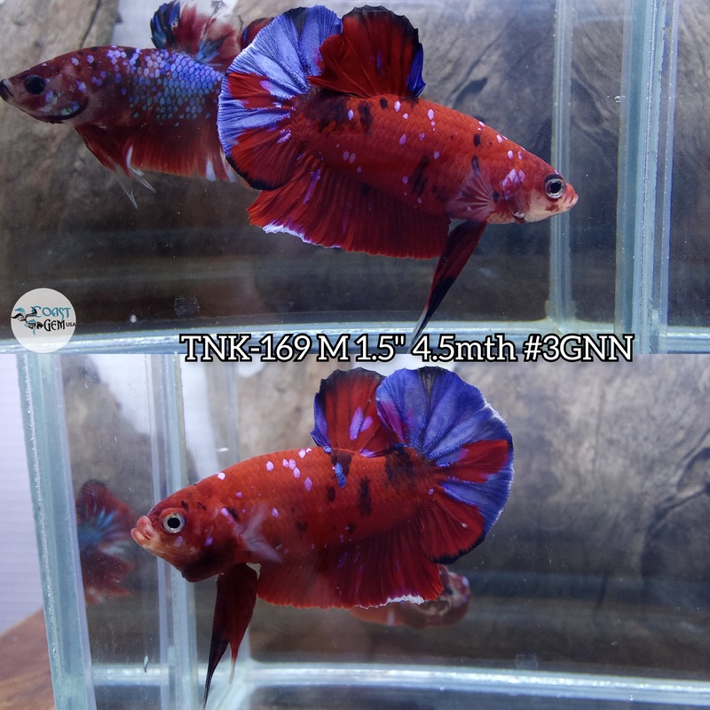 Live Male Betta Red Koi Galaxy Plakat (TNK-169) S065 High quality what you see what you get!!