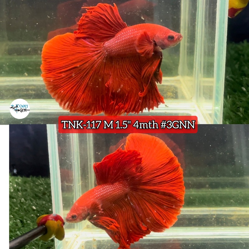 Live Male Betta Super Red Solid color Halfmoon (TNK-117) High quality what you see what you get!
