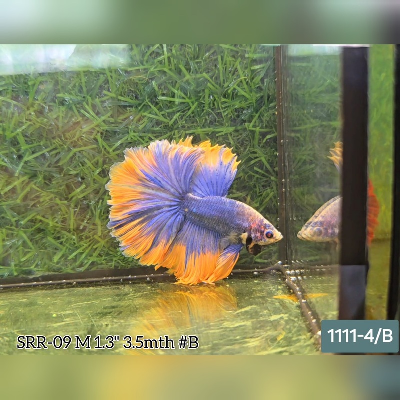 Live Male Betta Yellow blue Grizzle Halfmoon Rosetail  (SRR-09) What you see what you get!
