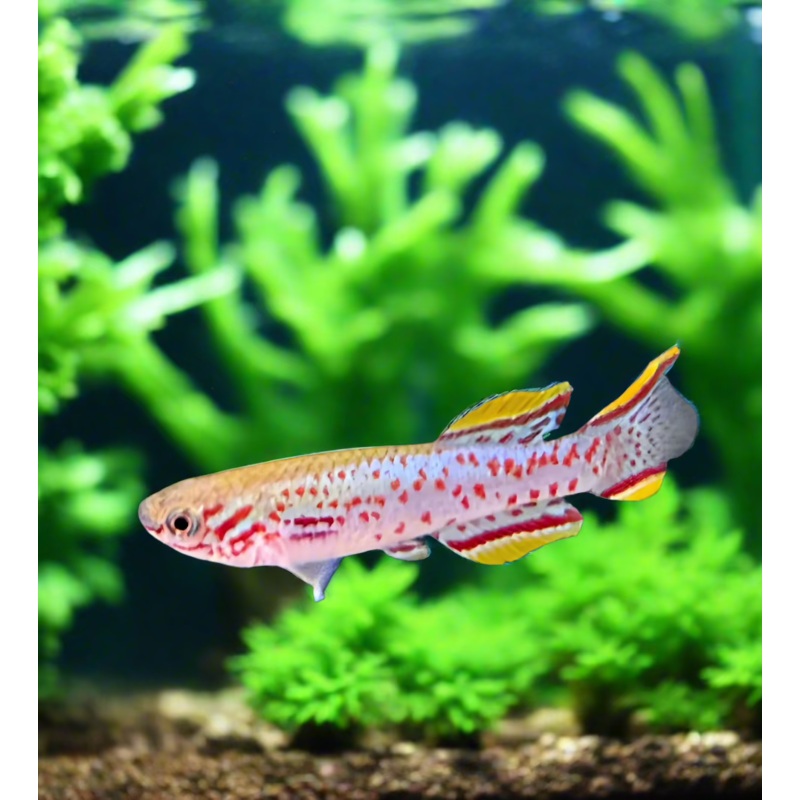 Live Tropical Fish Gardnerii Killifish Pair 1 Male + 1 Female