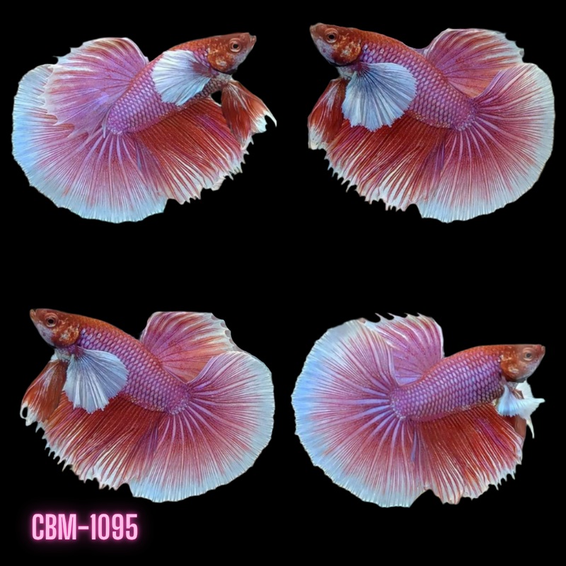 Male Betta Fish - Lavender Dumbo Ear Halfmoon (CBM-1095) Our Choice BUY 4 GET 1 FREE MIX & MATCH