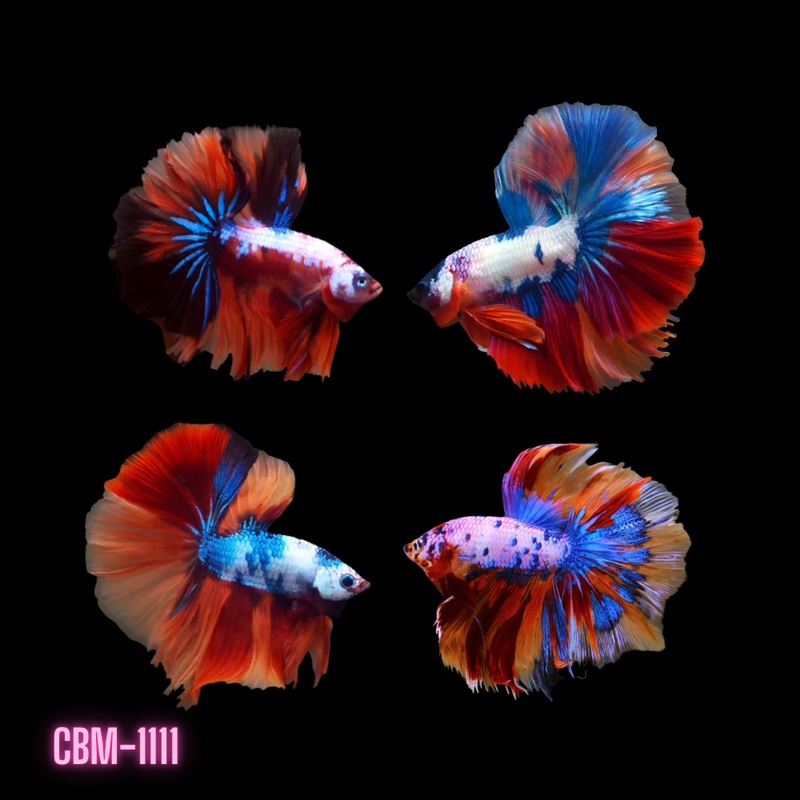 Male Betta Marble Candy Over Halfmoon Rosetail (CBM-1111) Buy 4 get 1 FREE. Mix & Match