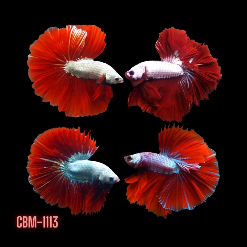 Male Betta Red Dragon Mohawk Halfmoon Rosetail (CBM-1113) Our Choice BUY 4 GET 1 FREE MIX & MATCH