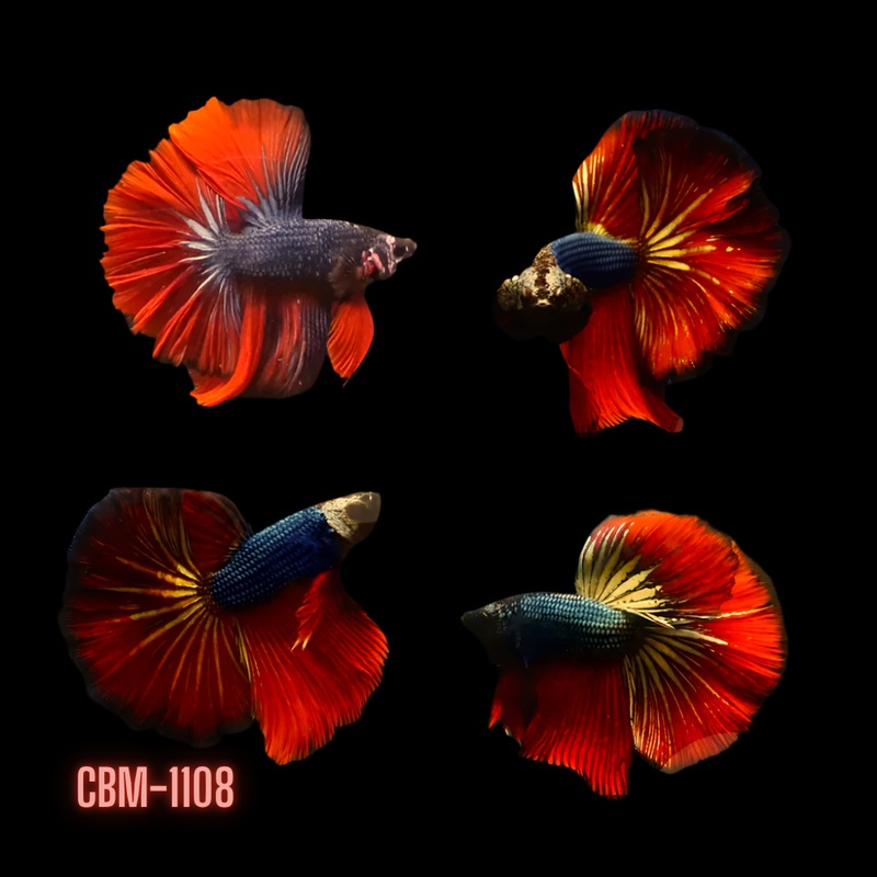 Male Betta Red Peacock Metallic Blue Scale Halfmoon (CBM-1108) Buy 4 get 1 FREE. Mix & Match