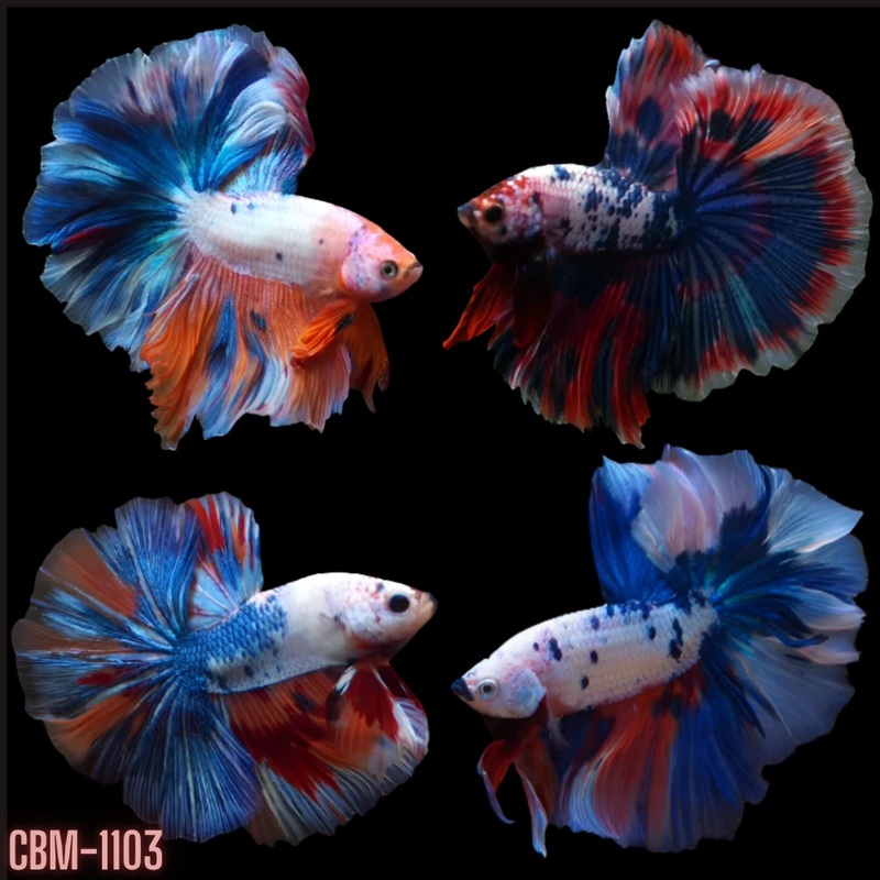 Male Betta Tri-Color Marble Over Halfmoon (CBM-1103) Our Choice BUY 4 GET 1 FREE MIX & MATCH