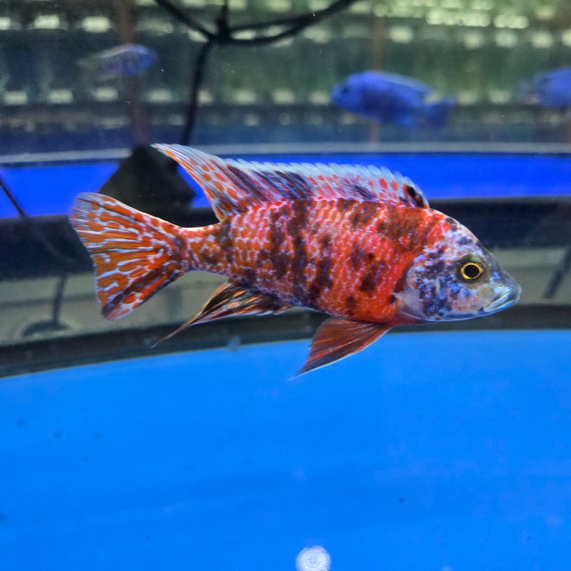 RED OB PEACOCK CICHLID 4.00 INCH MALE WYSIWYG (CHD-101)