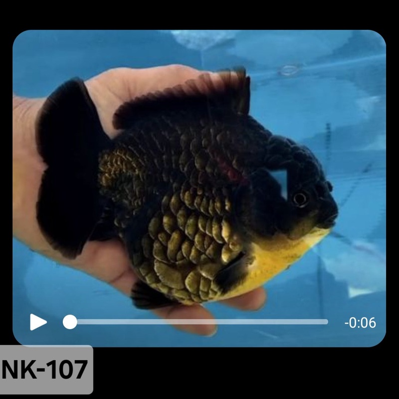 Thai Black Batik Scale Yuanbao Oranda 4.00 inch Body (NK-107)