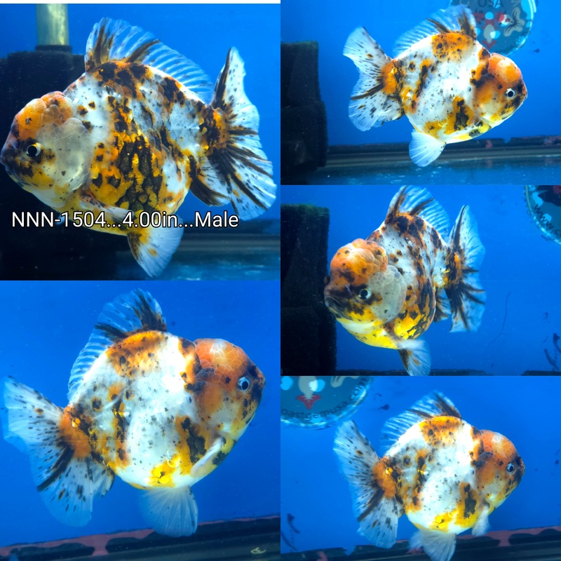 Thai Calico Yuanbao Oranda 4.00 inch Body Male by NK Thailand (NNN-1504)SHOWTANK