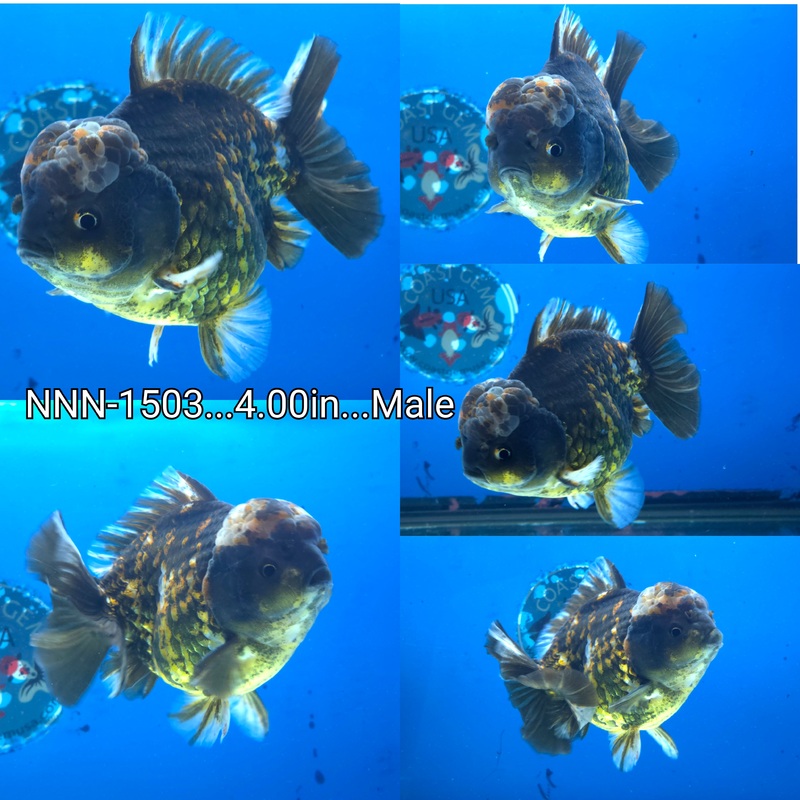 Thai Dark Tiger Yuanbao Oranda 4.00 inch Body Male by NK Thailand (NNN-1503)SHOWTANK