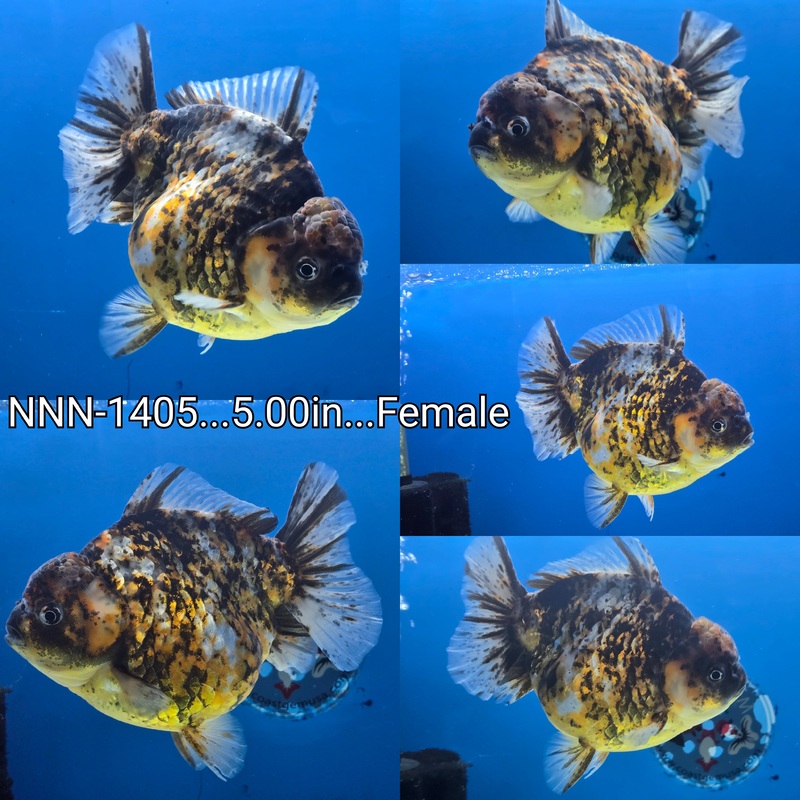 Thai Jumbo Tiger Calico Yuanbao Oranda 5.00 inch Body Female (NNN-1405)SHOWTANK