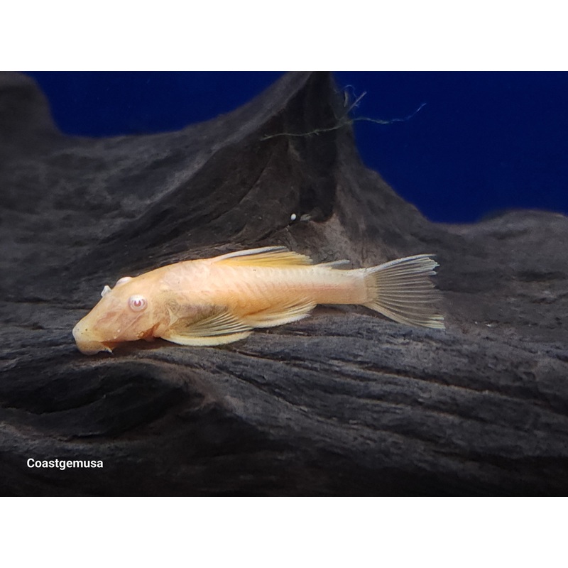 (TROP-335)Albino Bristlenose Pleco (Ancistrus sp.) 1.5-2 inch