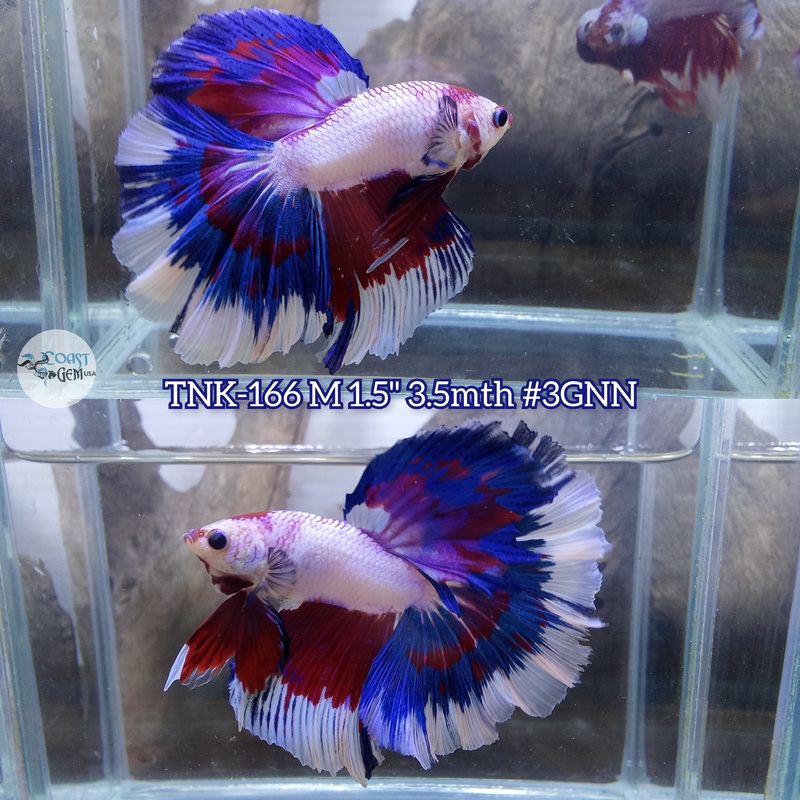 X Live Male Betta Fancy Koi Halfmoon Rosetail (TNK-166) High quality what you see what you get!!