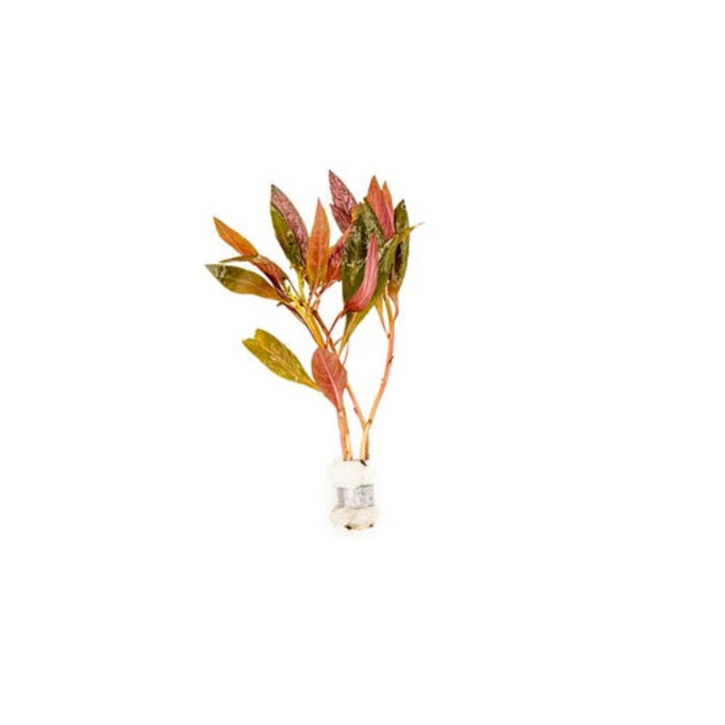 Alternanthera Reineckii - Bunch