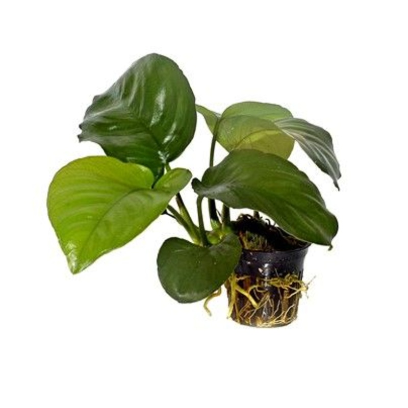Anubias Barteri Broad Leaf - Pot
