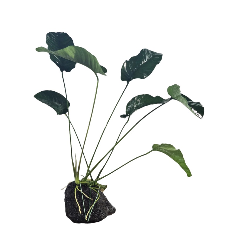 Anubias Barteri var. Barteri XL LOOSE