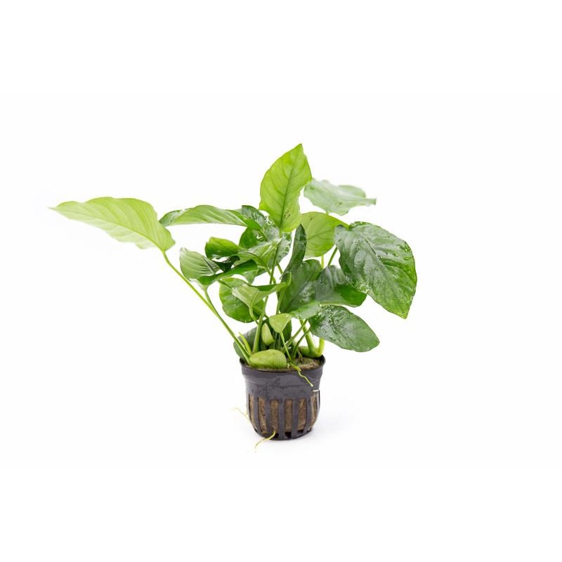 Anubias Barteri Var Nana - Pot