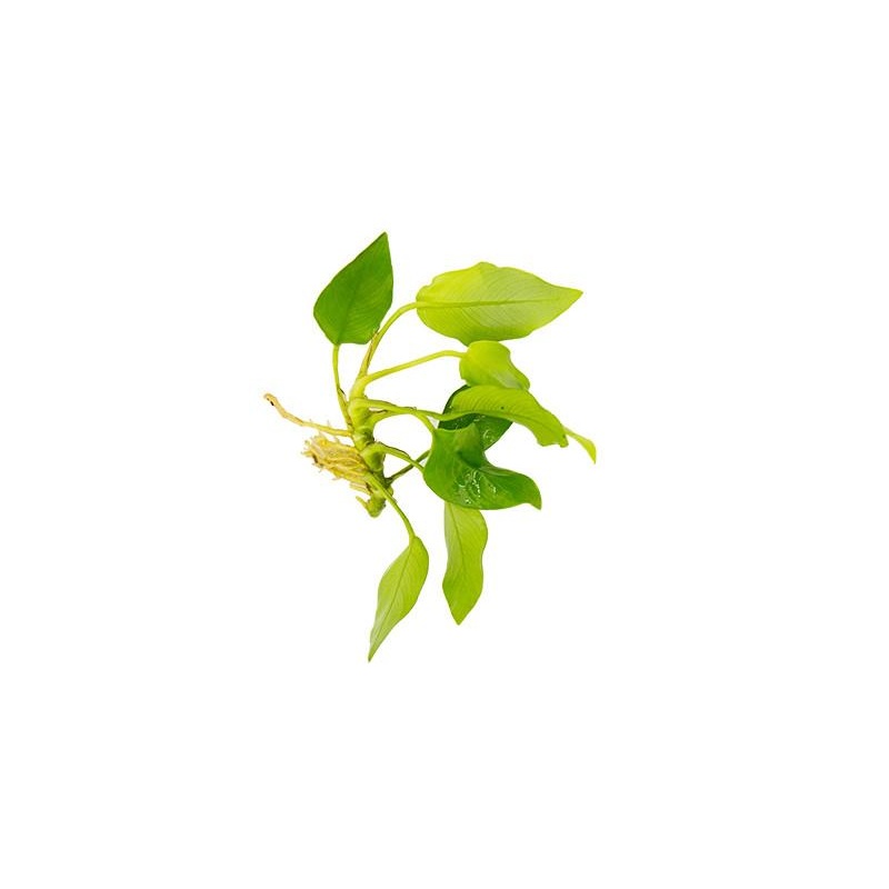 Anubias Nana Golden - Pot