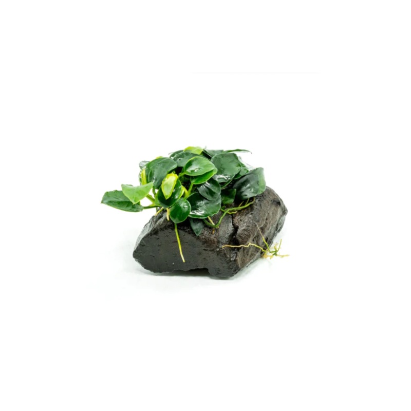 Anubias Nana Petite on Nano Driftwood