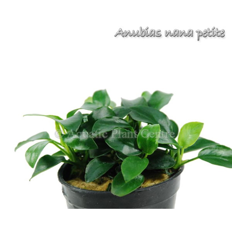 Anubias Nana Petite - Pot