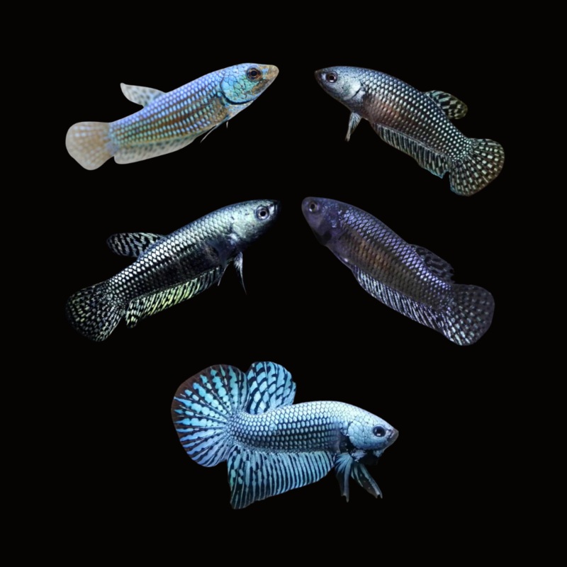 Betta Fish Gray Alien Wild | BUY 4 GET 1 FREE! (CBG-033)