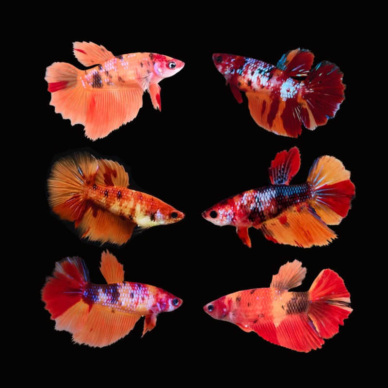 Betta Fish Koi Nemo Galaxy Halfmoon | BUY 4 GET 1 FREE! (CBG-045) R7B09