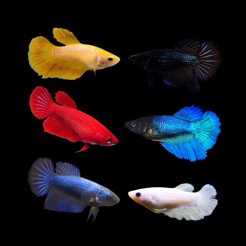 Betta Fish Solid Color Mix Halfmoon Sorority Group | BUY 4 GET 1 FREE! (CBG-049) R7B10