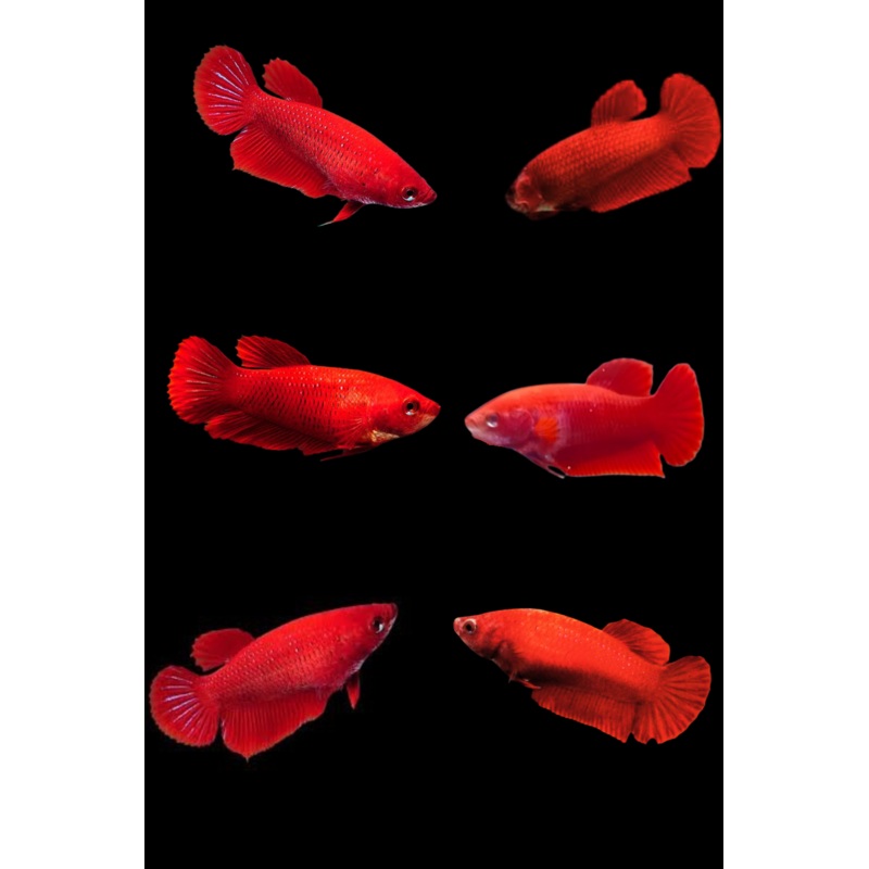 Betta Fish Super Red Plakat | BUY 4 GET 1 FREE! (CBG-041) R7A02