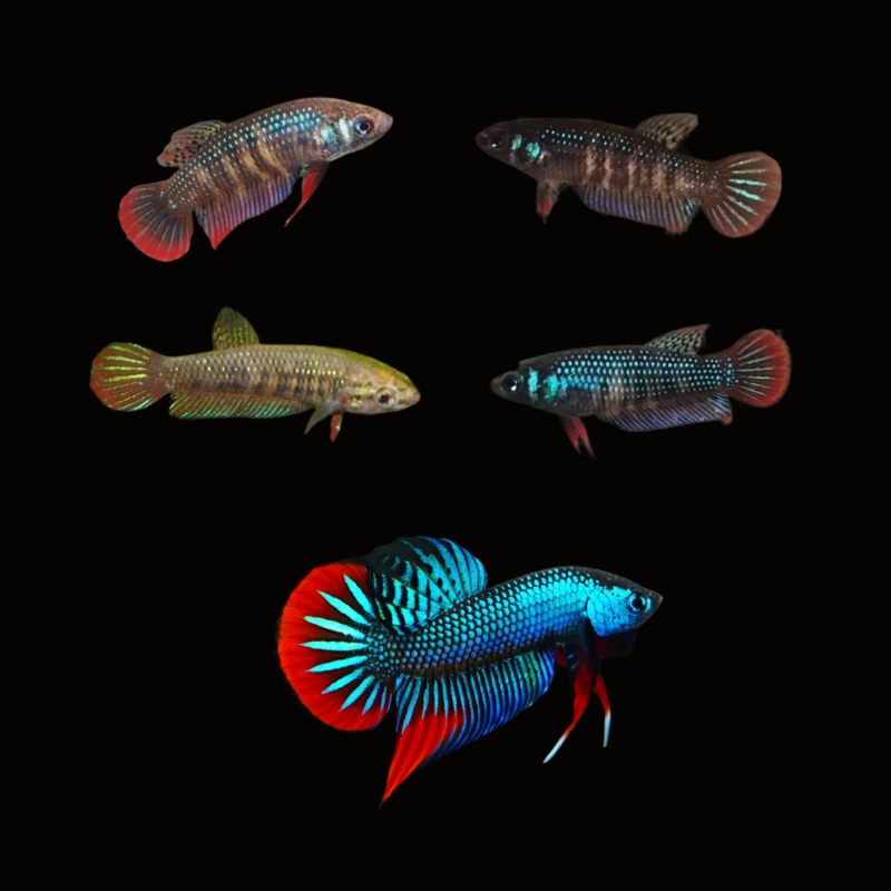 Betta Fish Wild Imbellis Green Red Tail | BUY 4 GET 1 FREE! (CBG-037)