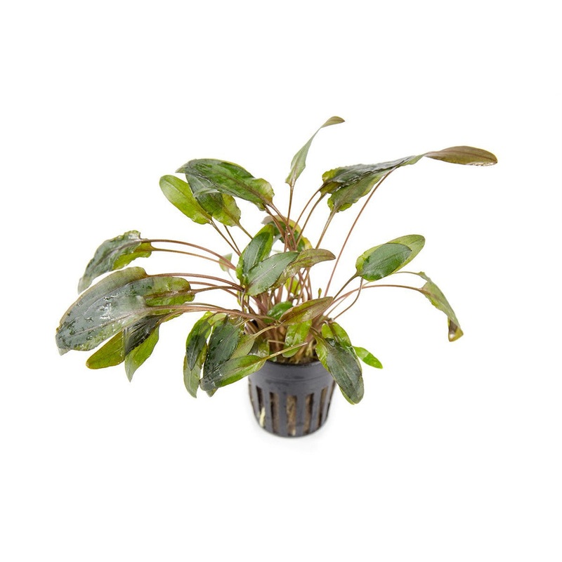 Cryptocoryne Wendtii Brown - Pot