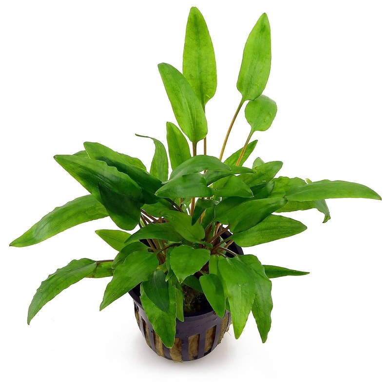 Cryptocoryne Wendtii Green Gecko - Pot