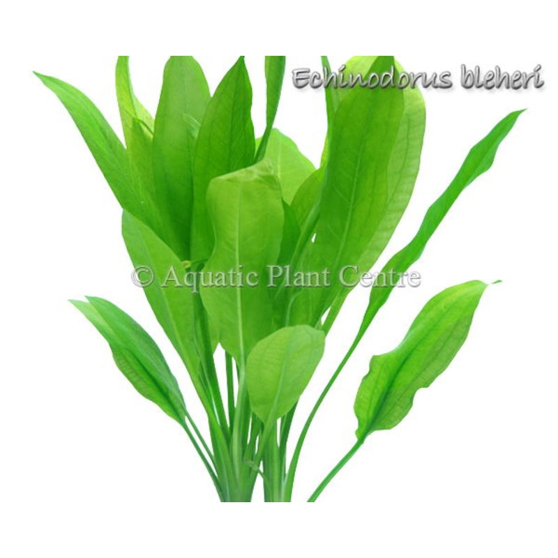 Echinodorus Bleheri Amazon Sword - Lead Bunch