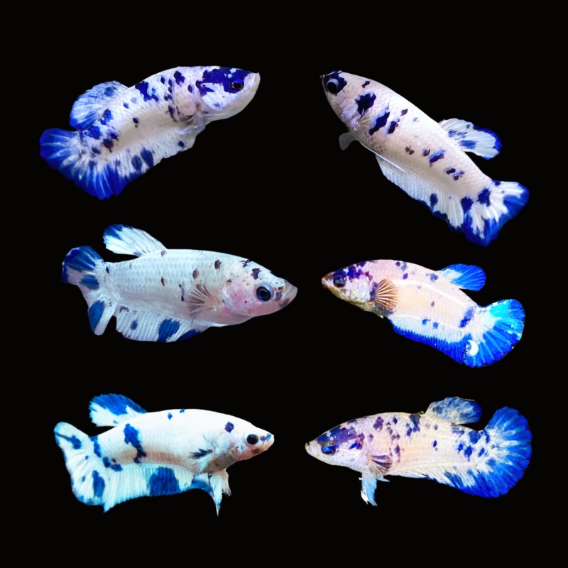 Female Live Betta Fish Cow Polkadot Plakat | BUY 4 GET 1 FREE! (CBG-027) R7A07