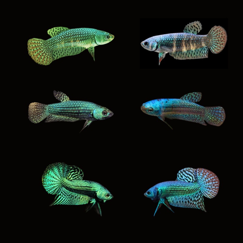 Female Live Betta Fish Green or Turquoise Alien | BUY 4 GET 1 FREE! (CBG-031)