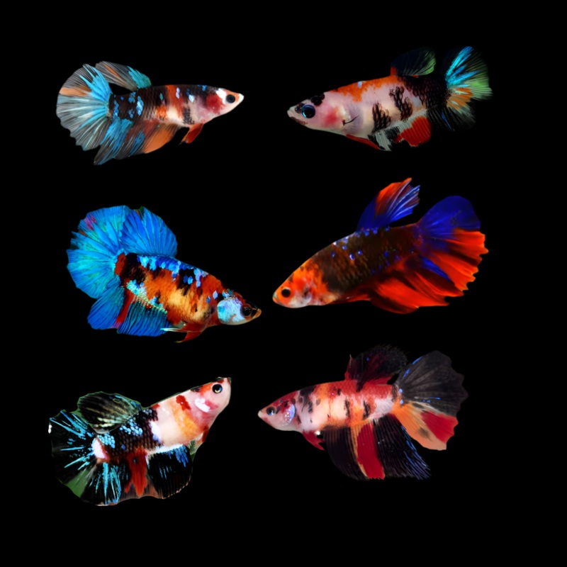 Female Live Betta Fish Koi Black Galaxy Halfmoon | BUY 4 GET 1 FREE! (CBG-043) R7B09