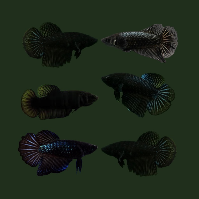 Female Live Betta Fish Super Black Halfmoon | BUY 4 GET 1 FREE! (CBG-047) R7B07