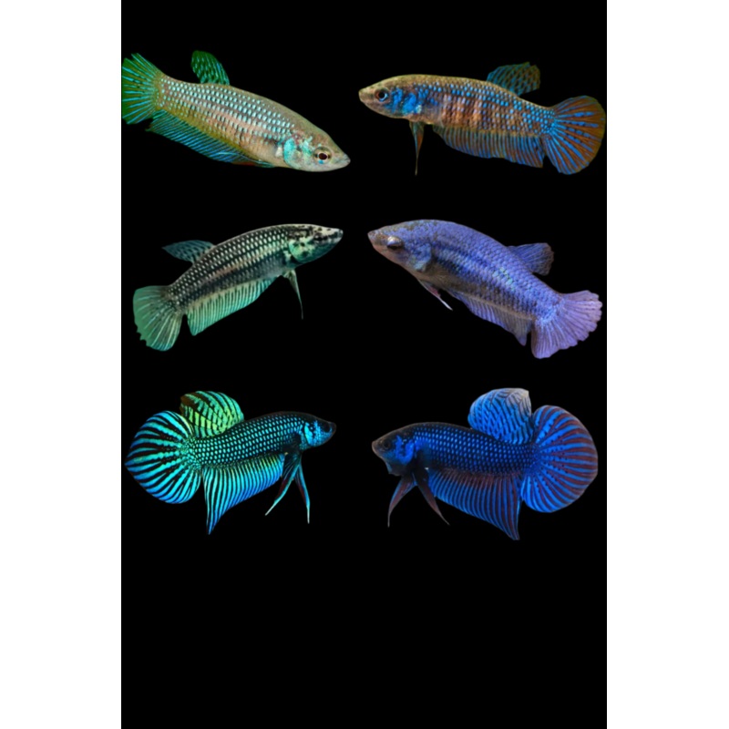 Female Live Betta Fish Wild Mahachai Blue or Green | BUY 4 GET 1 FREE! (CBG-039) R4A09, R4A10