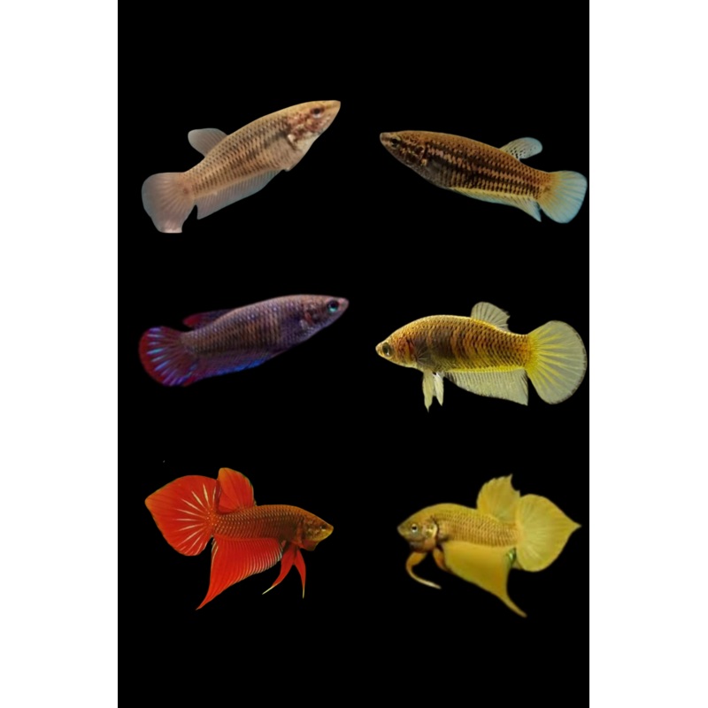 Female Live Betta Fish Wild Splendens Red or Yellow | BUY 4 GET 1 FREE! (CBG-035) R4A08