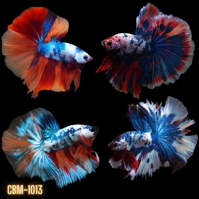 High Grade Fancy Marble Multicolor Over Halfmoon Rosetail Male Betta (CBM-1013 GROUP) Our Choice BUY 4 GET 1 FREE MIX & MATCH