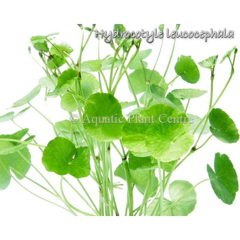 Hydrocotyle leucocephala / Brazilian Pennywort- POT