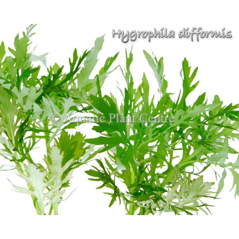 Hygrophila Difformis/ Water Wisteria - POT