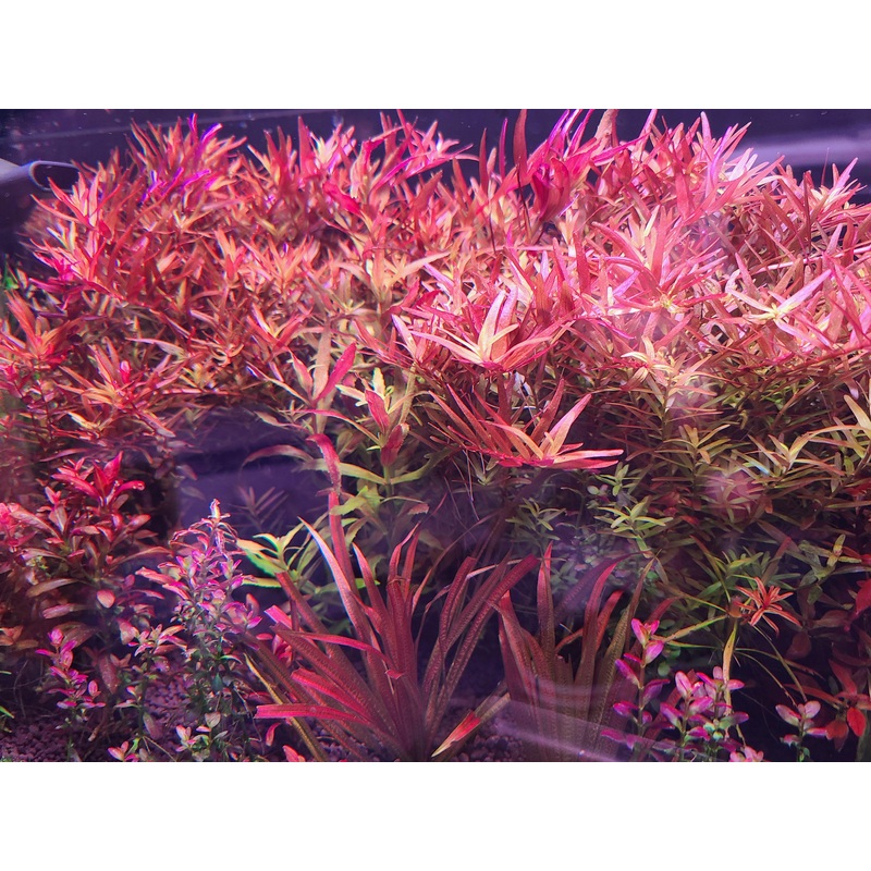 Limnophila Aromatica Red Belem POT